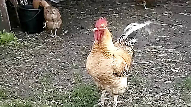 DVD - Horny sluts from Holland and Flanders